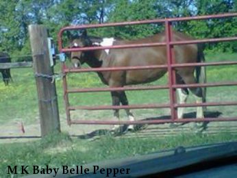 M K Baby Belle Pepper